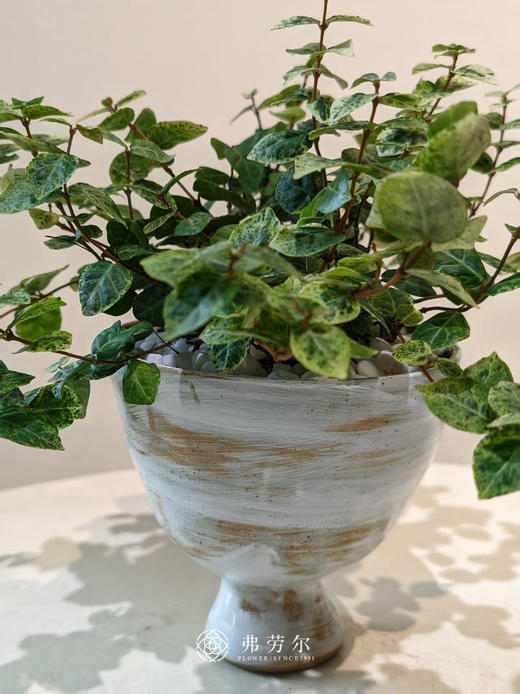 花叶络石 商品图1