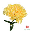 单头康乃馨-香格里拉 10枝一扎 商品缩略图0