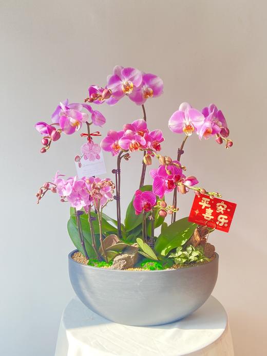 蝴蝶兰BLS/680 商品图0