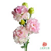 洋桔梗-粉兔 600g 商品缩略图0