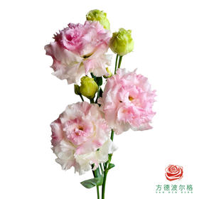 洋桔梗-粉兔 600g