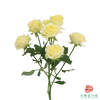 嘉荷多头- 婚礼邀请 10枝一扎 商品缩略图6