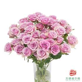 嘉荷多头- 莱拉10枝一扎