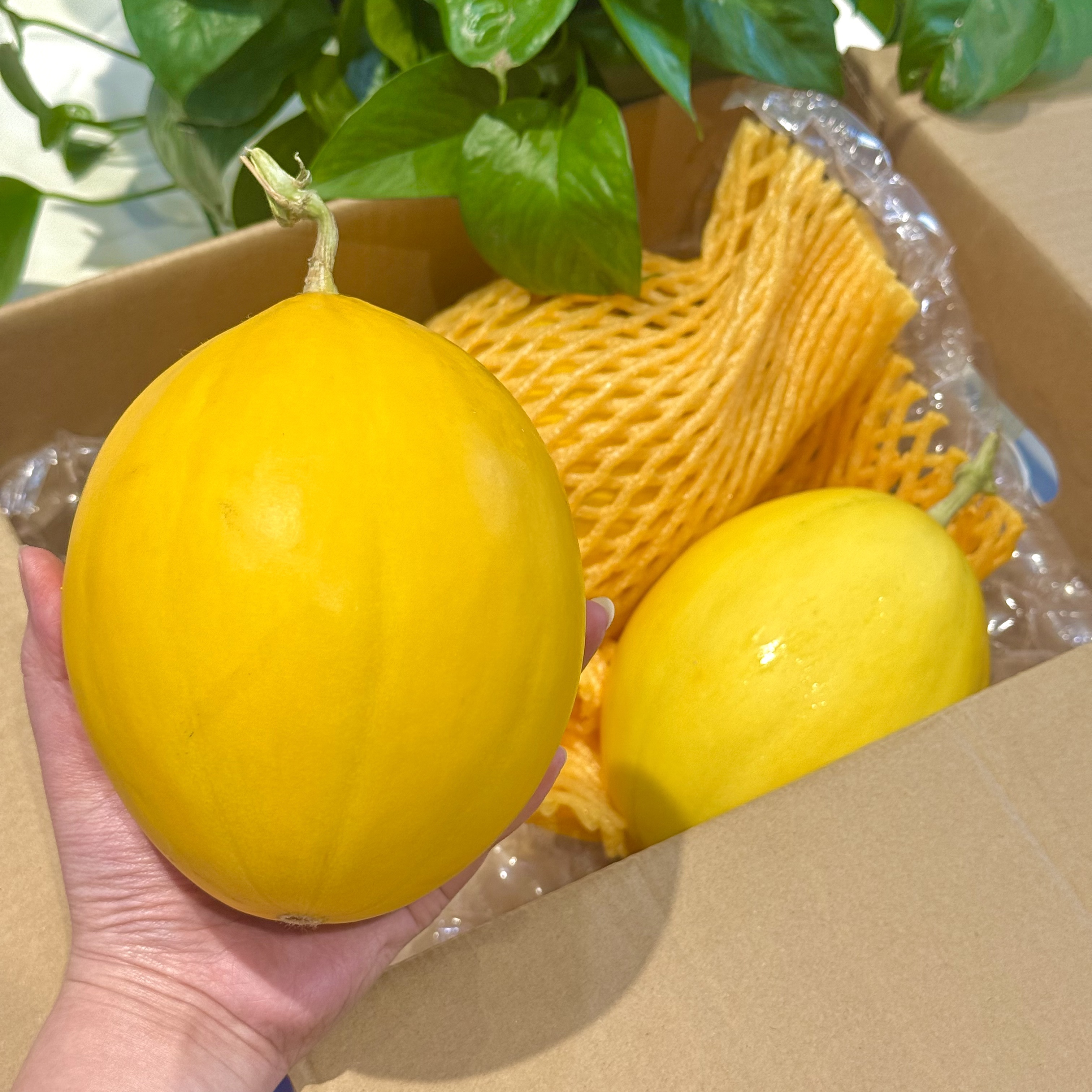 海南水果金美人蜜瓜5斤装