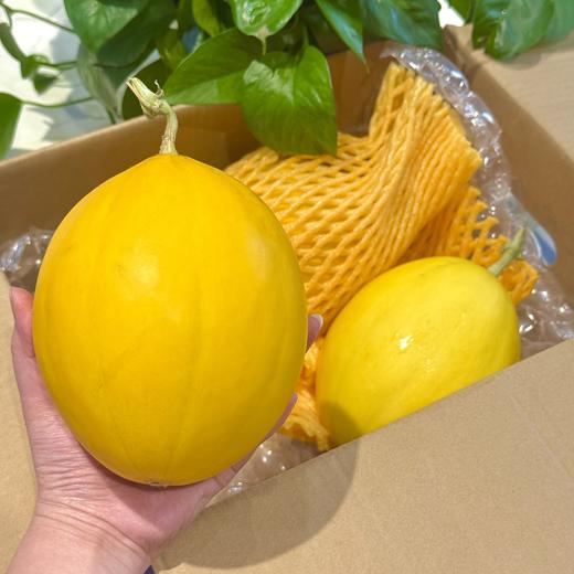 海南水果金美人蜜瓜5斤装 商品图0