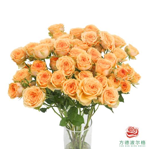 嘉荷多头- 利马索尔10枝一扎 商品图0