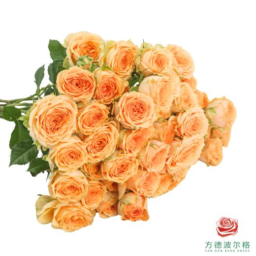 嘉荷多头- 利马索尔10枝一扎 商品图1