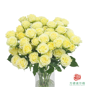 嘉荷多头- 婚礼邀请 10枝一扎