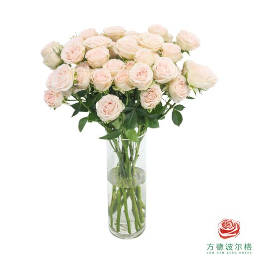 寿司 10枝一扎 商品图2