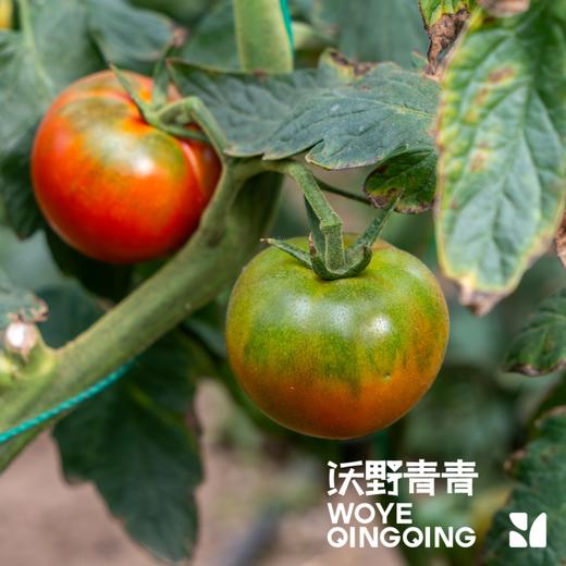 番茄原汁酱 480g/瓶 有机番茄鲜榨而成 商品图6