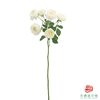 嘉荷多头- 白巧芝士10枝一扎 商品缩略图6