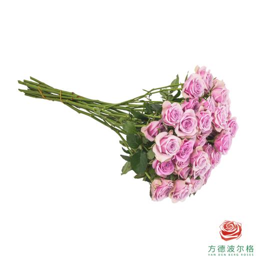 莱拉 10枝一扎 商品图2