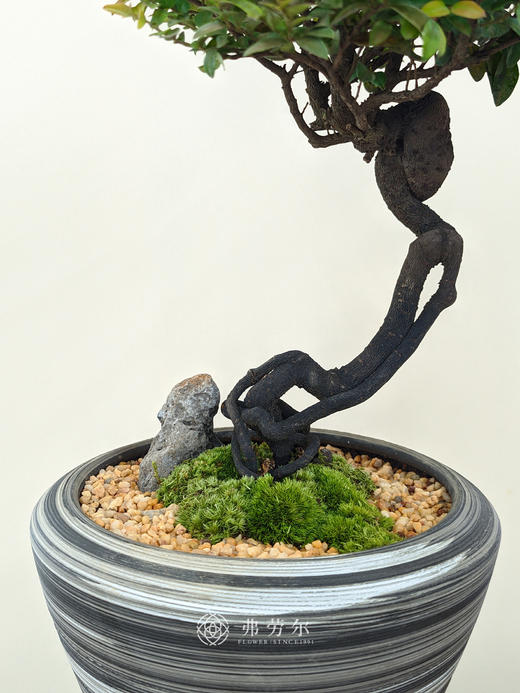 小叶紫檀 商品图2