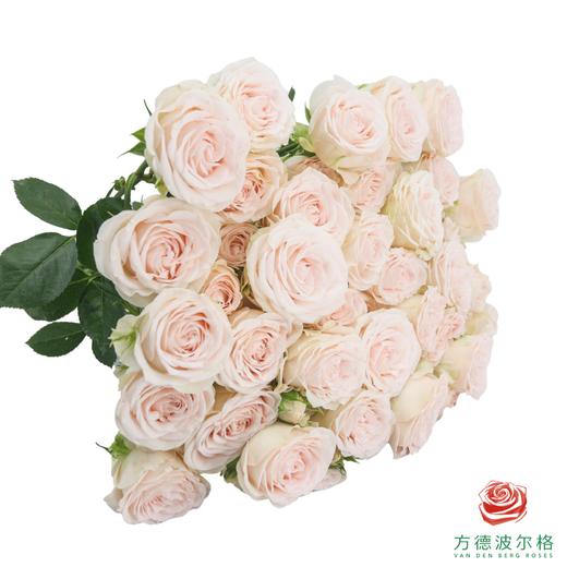 寿司 10枝一扎 商品图0