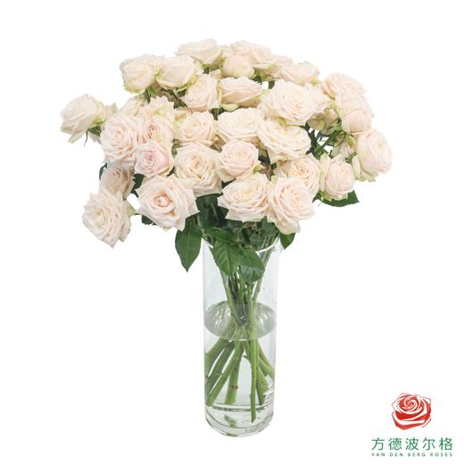 索菲  10枝一扎 商品图2