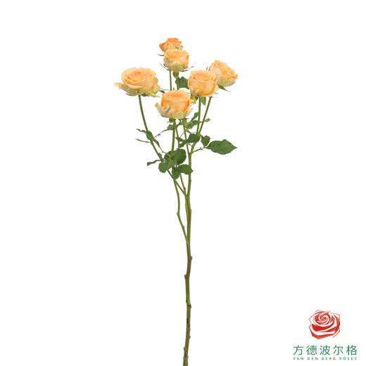 嘉荷多头- 利马索尔10枝一扎 商品图4