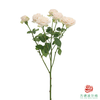 索菲  10枝一扎 商品缩略图4