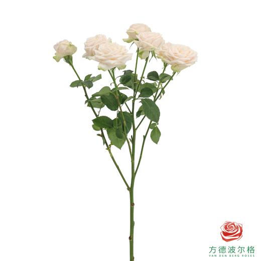 索菲  10枝一扎 商品图4