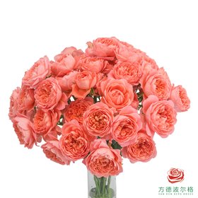 嘉荷多头- 桃色果汁10枝一扎