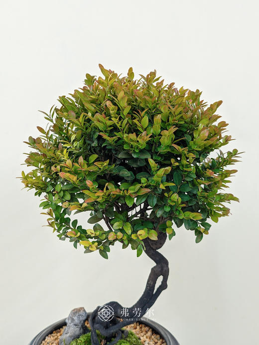 小叶紫檀 商品图1