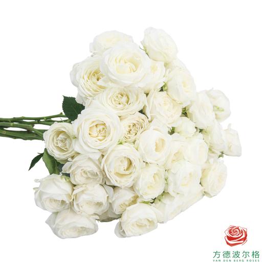 嘉荷多头- 白巧芝士10枝一扎 商品图1