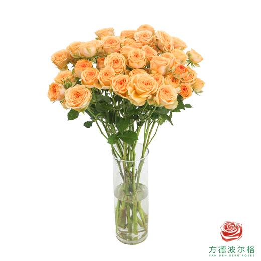 嘉荷多头- 利马索尔10枝一扎 商品图2