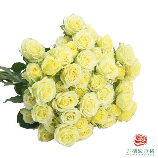 嘉荷多头- 婚礼邀请 10枝一扎 商品图2