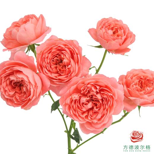 桃色果汁10枝一扎 商品图1