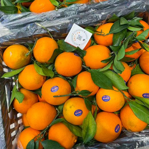 付氏脐橙 赣南脐橙 橙子 汁水多 商品图3