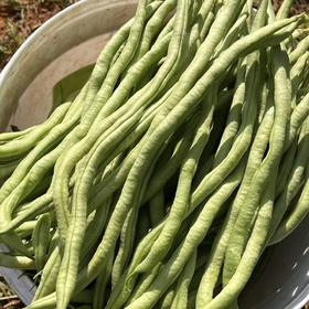 有机四季豆300g｜云南楚雄