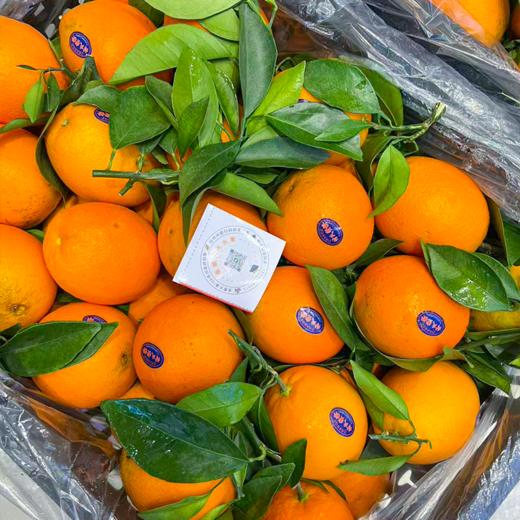 付氏脐橙 赣南脐橙 橙子 汁水多 商品图2