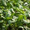 生态菜心 | 绿家自产 * Ecological Choy Sum | In-House Production 商品缩略图2