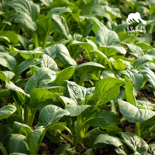 生态菜心 | 绿家自产 * Ecological Choy Sum | In-House Production 商品图2