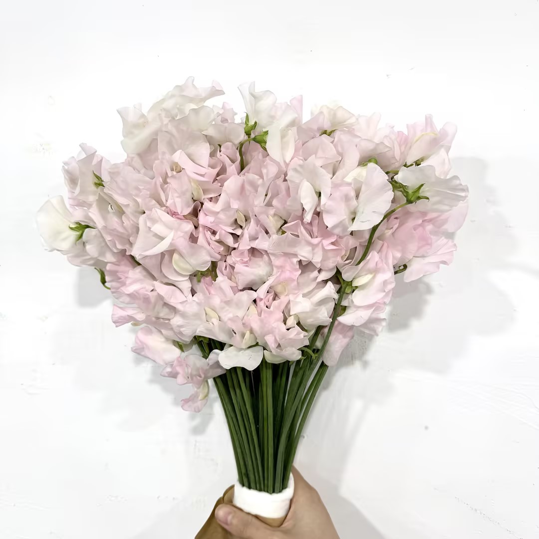 3月31日粉白豌豆花-50支易损花材，联系客服拍照发货发出没有售后