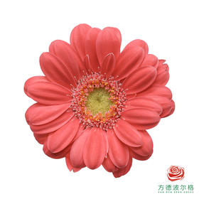 非洲菊 女帝 10枝一扎