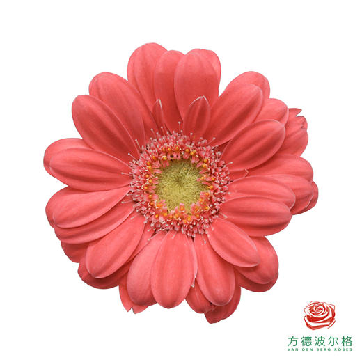 非洲菊 女帝 10枝一扎 商品图0