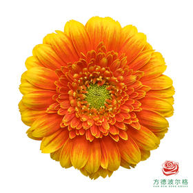 非洲菊 莫阿娜 10枝一扎