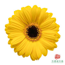 非洲菊 海绵宝宝 10枝一扎