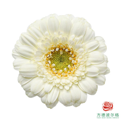 非洲菊 帕克  XXXS 10枝一扎 商品图0