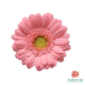 非洲菊XXXS 水母 10枝一扎