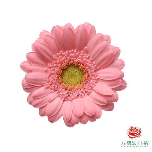 非洲菊XXXS 水母 10枝一扎 商品图0