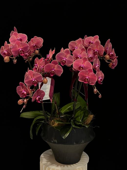 霞光初现 · 蝴蝶兰盆栽 商品图2