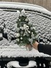 圣诞限定   初雪快乐 · 诺贝松圣诞树 商品缩略图2