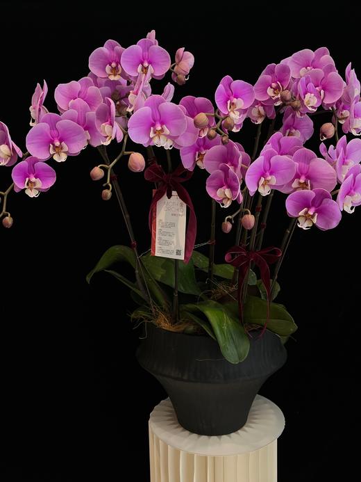 紫色光晕 · 蝴蝶兰盆栽 商品图0
