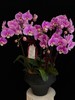 紫色光晕 · 蝴蝶兰盆栽 商品缩略图1
