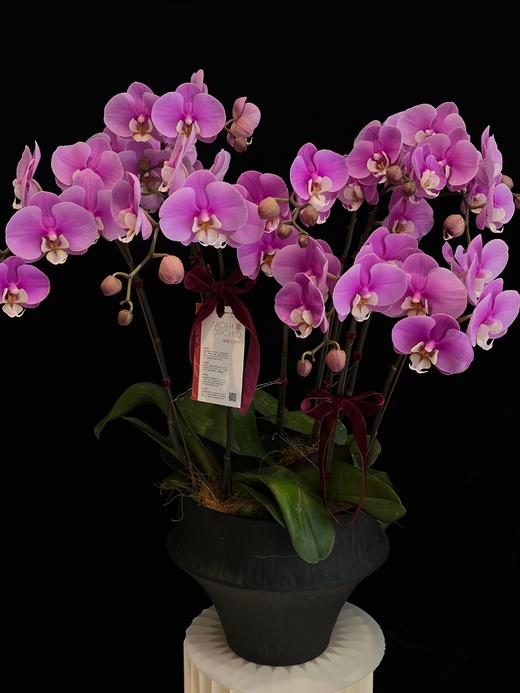 紫色光晕 · 蝴蝶兰盆栽 商品图1