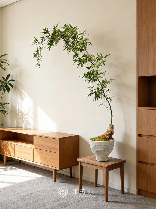 勒竹盆栽 商品图0