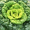 生态黄心乌 | 绿家自产 * Ecological Yellow-heart Chinese Flat Cabbage | In-House Production 商品缩略图6
