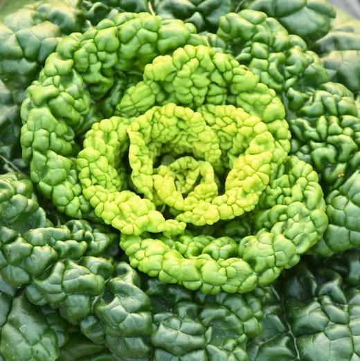 生态黄心乌 | 绿家自产 * Ecological Yellow-heart Chinese Flat Cabbage | In-House Production 商品图6
