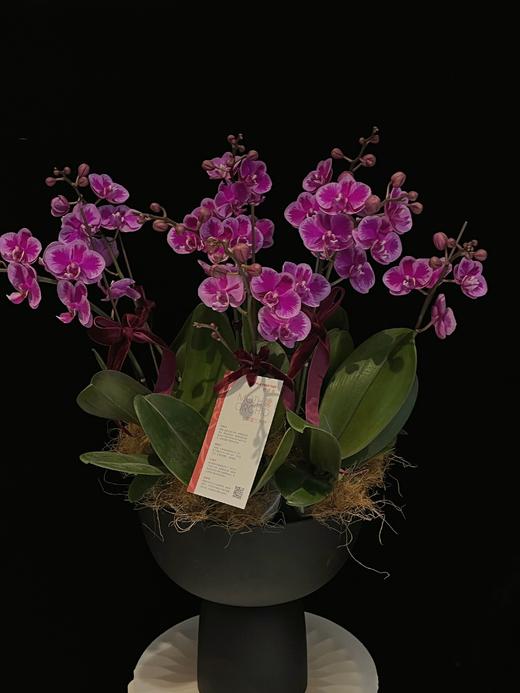 紫气满枝 · 蝴蝶兰盆栽 商品图2